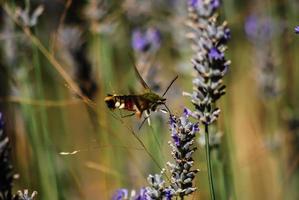 bipollinerande rosmarinblomma foto