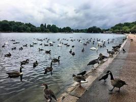 en vy av några fåglar på en sjö i london foto