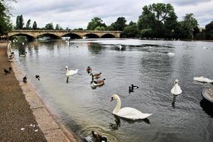 en vy av några fåglar på en sjö i london foto