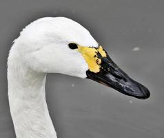 en närbild av en bewick-svan foto