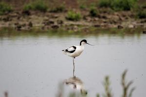 utsikt över en avocet foto