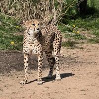en närbild på en gepard på jakt foto