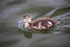 utsikt över en gräsand foto