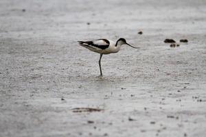 utsikt över en avocet foto