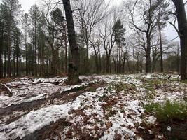 utsikt över delamereskogen i cheshire på vintern foto