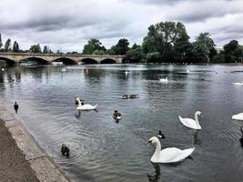 en vy av några fåglar på en sjö i london foto