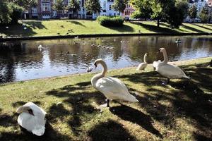 utsikt över Brugge i Belgien foto