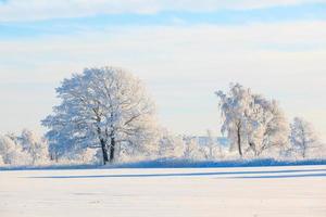 frostigt träd i snöig landskap