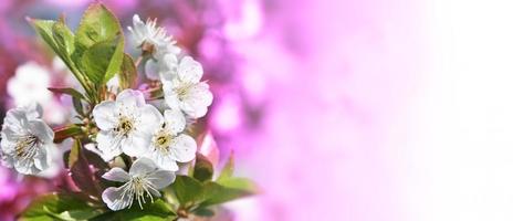 vacker gren av blommande träd på våren. foto