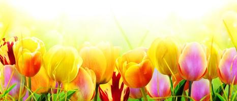 vackra tulpaner. våren natur bakgrund för webb banner och kort design. foto