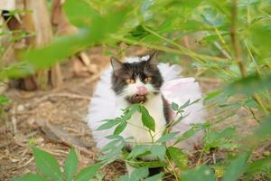 porträtt av gulögd svart katt som jagar i bushen med baletttutu foto