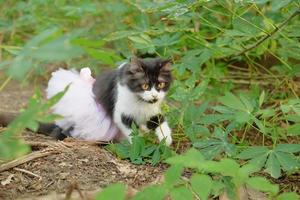 porträtt av gulögd svart katt som jagar i bushen med baletttutu foto