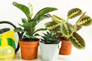 en grupp populära krukväxter calathea, maranta, marantaceae, haworthia, ficus lirata, benjamin, echeveria. odling av krukväxter, grön heminredning, skötsel och odling foto