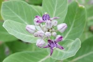 ung och blommande lila blomma av jätte indisk milkweed eller gigantisk swallowwort på gren och ljusgröna blad bakgrund, thailand. foto