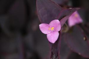 en lila hjärtblomma eller tradescantia spathacea och mörk oskärpa bakgrund. små droppar vatten finns på kronbladet. ett annat namn är ostronväxt, båtlilja, lila tradescantia. foto