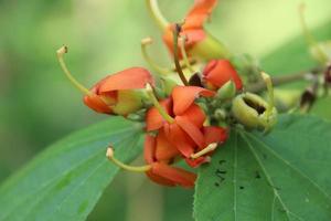 orange blommor av ostindiska skruv och gröna blad är på gren och oskärpa bakgrund, thailand. foto