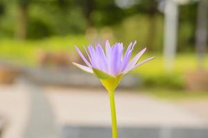 lotus i många färger och vacker i dammar. foto