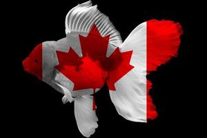 Kanadas flagga på guldfisk foto