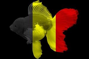 Belgiens flagga på guldfisk foto