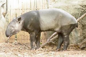 den bruna tapiren tar i en djurpark foto