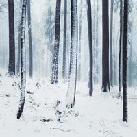 vinter dimmig skogsbild
