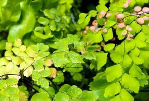 röda blad av knoppblad och gröna blad av adiantum, svart blad stjälk ormbunke foto