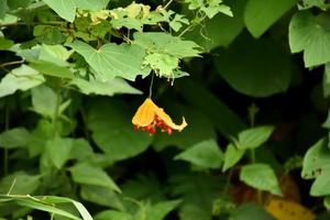 momordica charantia l, naturlig ört för mänskligt liv foto