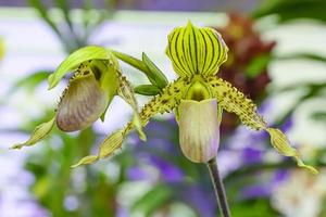 paphiopedilum, ofta kallad venus toffel, är ett släkte av underfamiljen cypripedioideae i familjen orchidaceae. foto