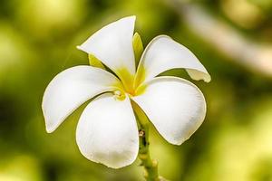 plumeria blommor är så vackra att populära i thailand. foto