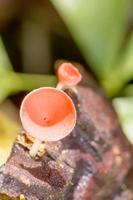 cookeina är ett släkte av koppsvampar i familjen sarcoscyphaceae, vars medlemmar kan finnas i tropiska och subtropiska områden i världen. foto