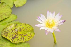 lotus i många färger och vacker i dammar. foto