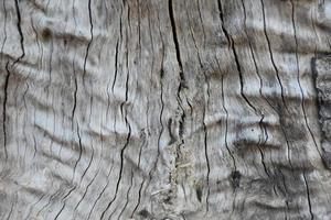 den främre ytan på trähalvklotet har utsatts för solen och vittrats för att orsaka mögel på träet. foto