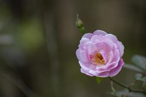 damast rosa ros foto