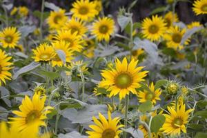 helianthus annuus, vars runda blomhuvuden i kombination med ligulerna ser ut som solen foto