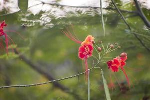 påfågelblomma. caesalpinia pulcherrima. foto