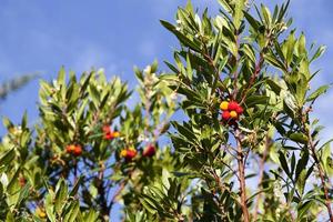 jordgubbsträd - arbutus unedo foto