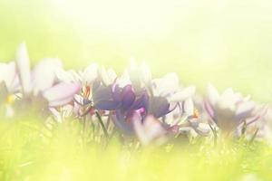 blommande lila krokusblommor i ett mjukt fokus på en solig vårdag foto