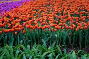 vackra orange tulpaner på chiang rai asean blomsterfestival 2019 foto