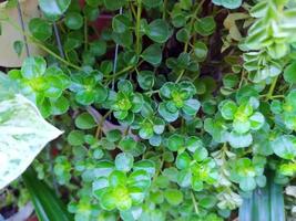 färska gröna prydnadsväxter. närbild av miniatyr peperomia. foto