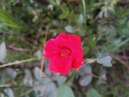 rosblomma, vacker blomma, botanisk trädgård, vacker natur, kärleksblomma foto