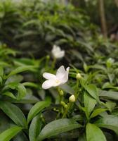 vacker blomma, vacker trädgård, naturlig foto