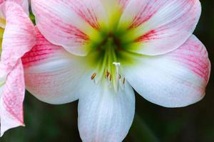 vacker rosa blomma, begreppet blommande växter prydnadsväxter. foto