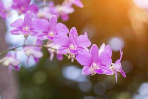 orkidéer, orkidéer lila, orkidéer lila anses vara drottningen av blommor i thailand foto