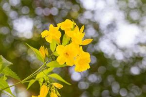 tecoma stans eller gul trumpetbuskeblomma foto