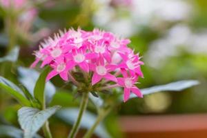 pentas lanceolata, allmänt känd som egyptisk stjärnhop foto