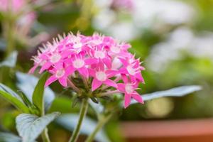 pentas lanceolata, allmänt känd som egyptisk stjärnhop foto