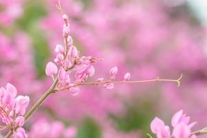 korallranka eller antigonon leptopus krok blomma foto