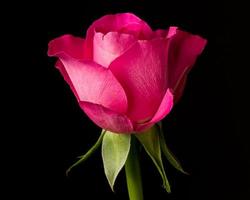 rosa ros isolerad på svart. symboliskt för kärlek och medkänsla foto