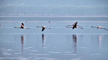 en vy av en flamingo i vattnet foto