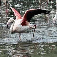 utsikt över en flamingo foto